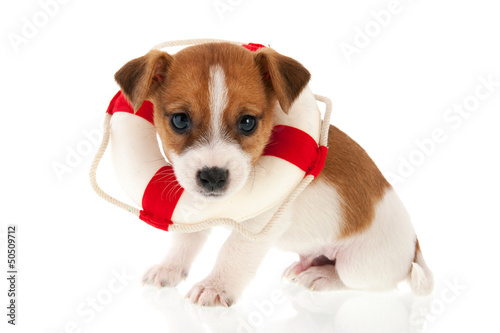 Fototapeta Naklejka Na Ścianę i Meble -  Jack Russel puppy as rescue dog