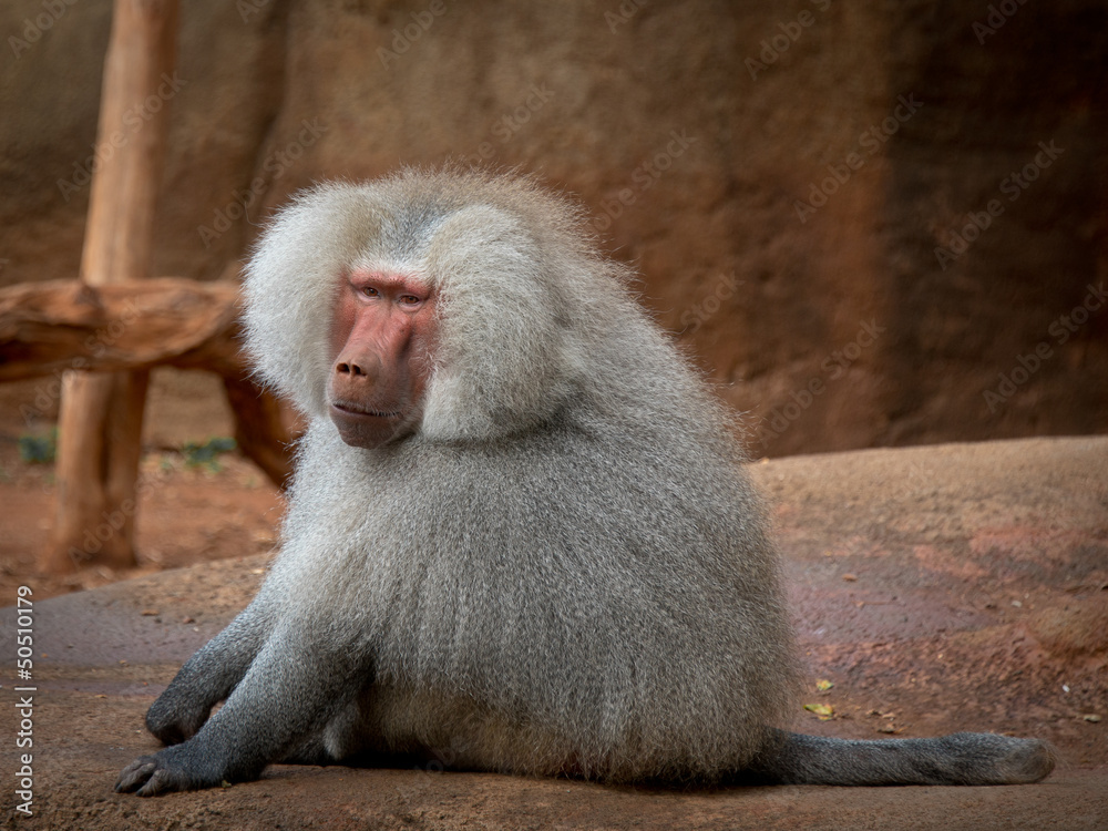 Fototapeta premium Hamadryas Baboon waits patiently
