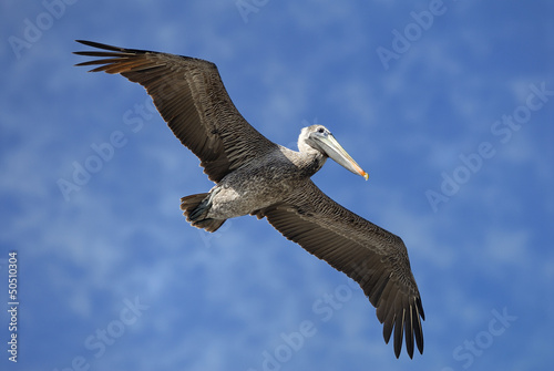 Brown Pelican in flight © Bing Bai
