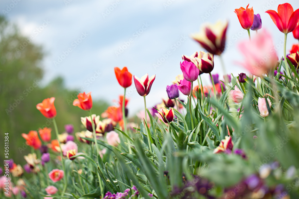 Φωτογραφία Tulip variety in spring garden
