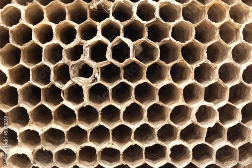 beautiful honeycomb   background