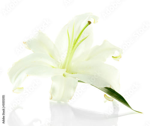 Fototapeta Naklejka Na Ścianę i Meble -  Beautiful lily, isolated on white
