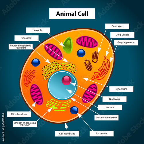 Animal Cell