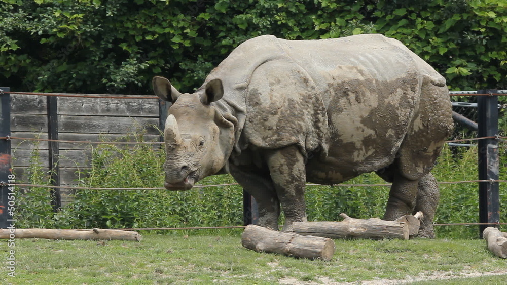 Indian Rhinoceros at Toronto Zoo, Ontario, Canada. Indian Rhinoceros at Toronto Zoo, Ontario, Canada.