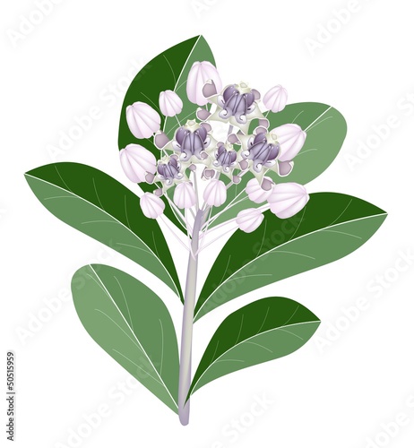 A Group of Fresh Calotropis Gigantea Flowers