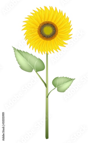 An Elegant Perfect Sunflower on White Background