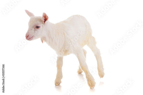 goat   isolated