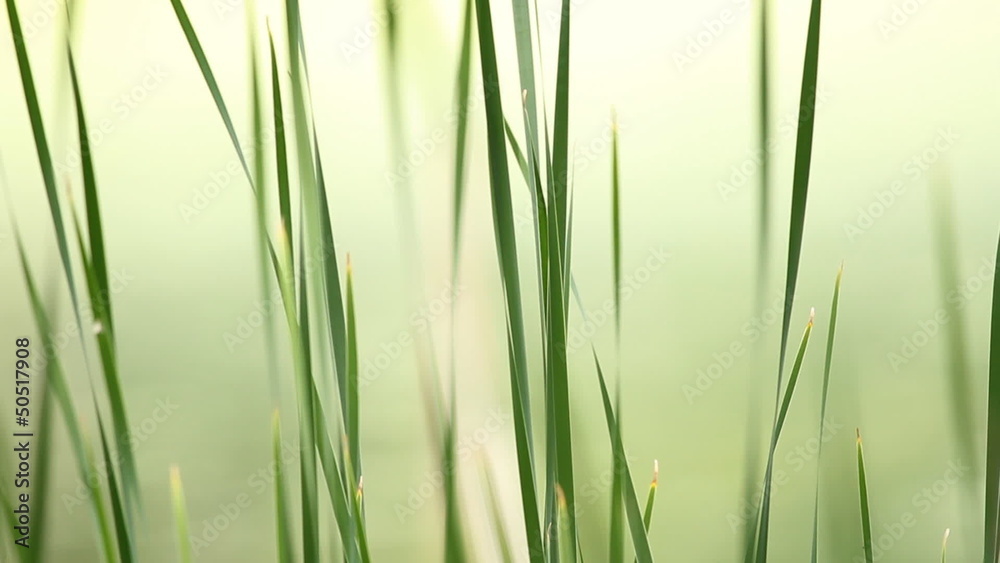 Serene Grass. Shallow depth of field. Serene Grass. Shallow depth of field.