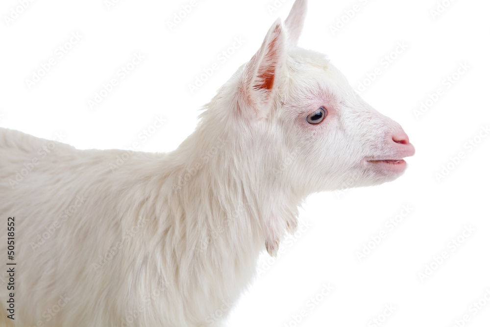 Fototapeta premium goat , isolated