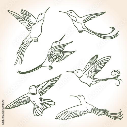 colibri drawing made in line art style