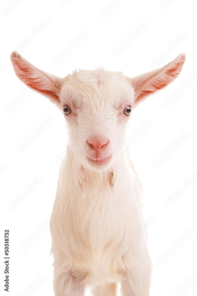 Fototapeta premium goat , isolated