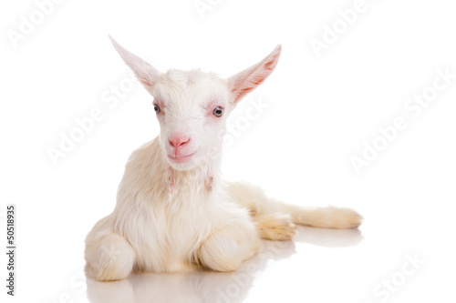 goat , isolated © cs333