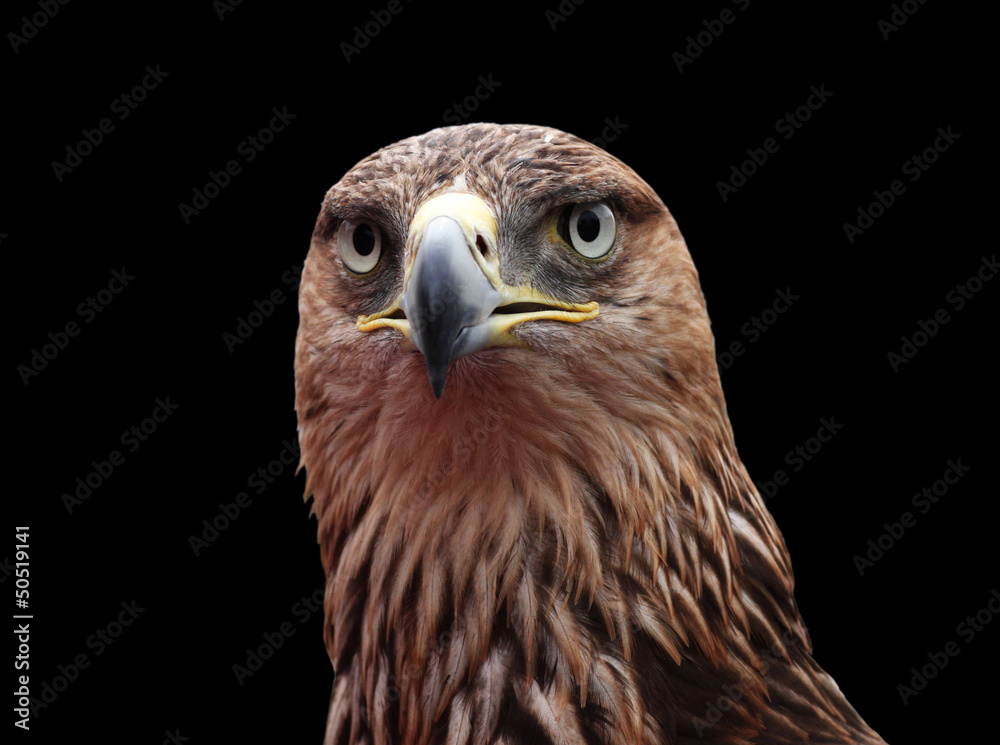 Obraz premium close up of golden eagle head over black