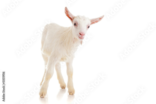 goat , isolated