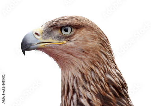 close up of golden eagle head over white