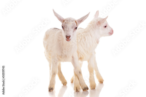 Two kids of a goat  isolated
