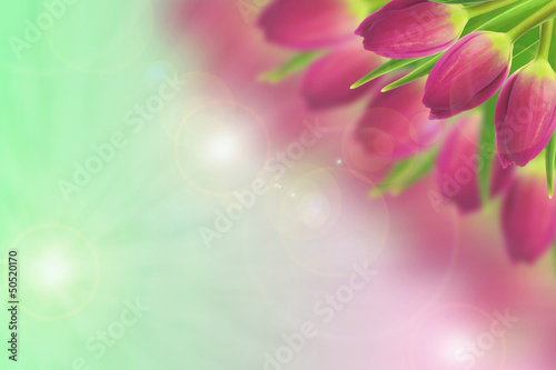 Tulips on the blurred background
