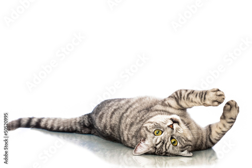 Liegende Katze - Lying cat © DoraZett