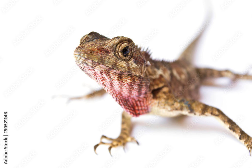 Obraz premium Lizard on a white background