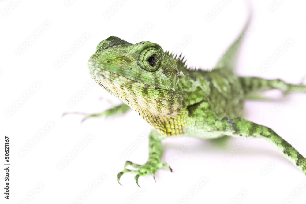 Lizard on a white background Lizard on a white background