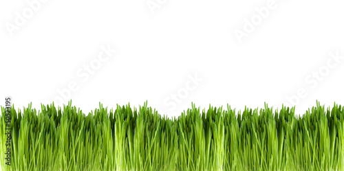 stripe of grass on white background