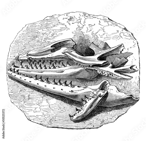 Fossil : Mosasaurus - Head photo