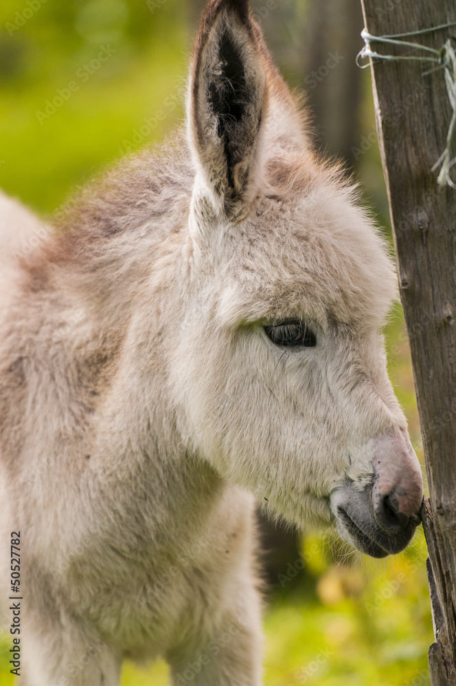 Fototapeta premium Jeune ânesse en pâture (ânon)