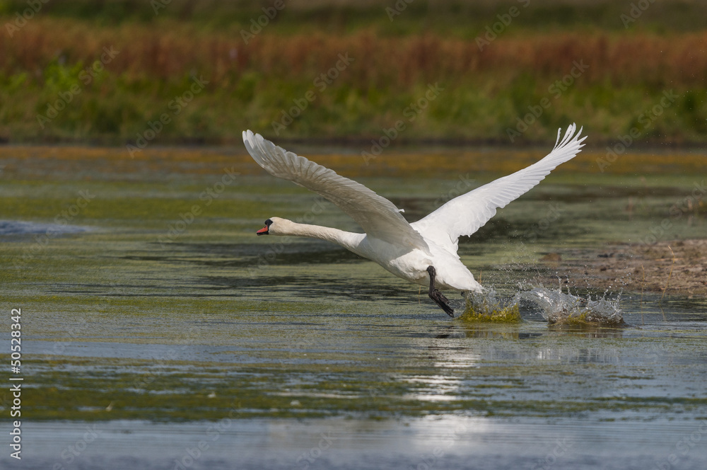 Cygne tuberculé (Cygnus olor - Mute Swan) Cygne tuberculé (Cygnus olor - Mute Swan)