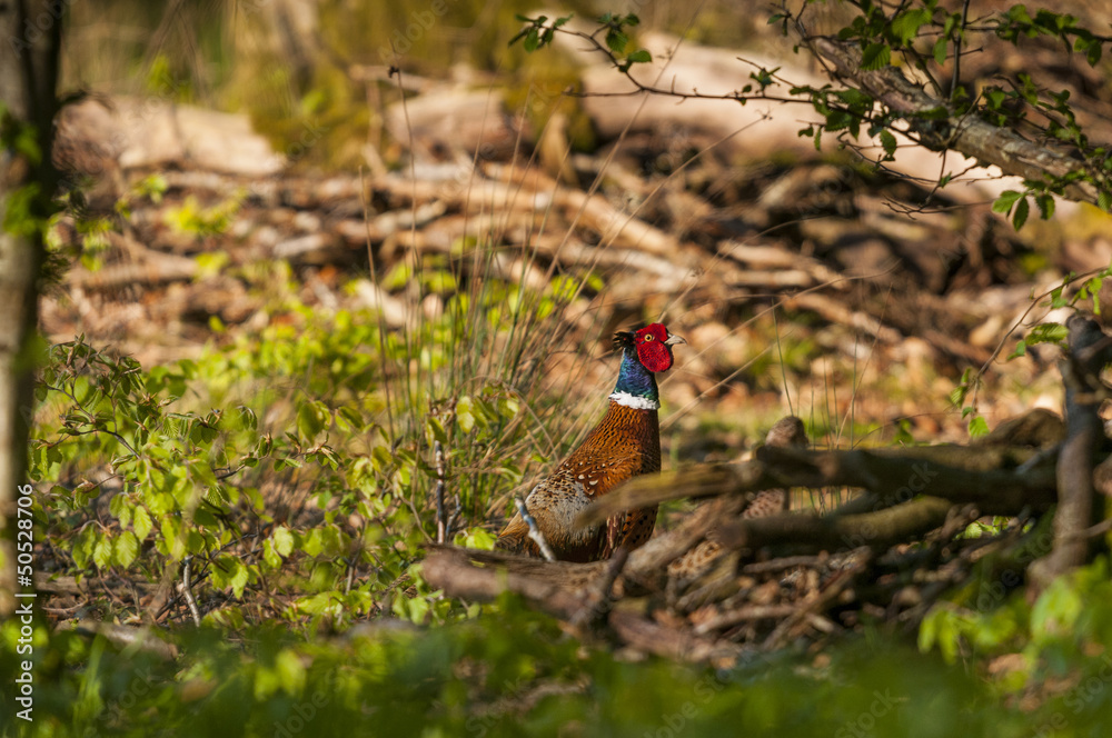 Faisan de Colchide (Phasianus colchicus - Common Pheasant) Faisan de Colchide (Phasianus colchicus - Common Pheasant)