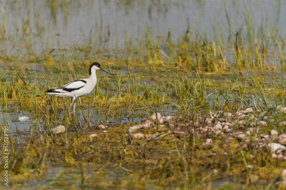 Avocette élégante (Recurvirostra avosetta - Pied Avocet) Avocette élégante (Recurvirostra avosetta - Pied Avocet)
