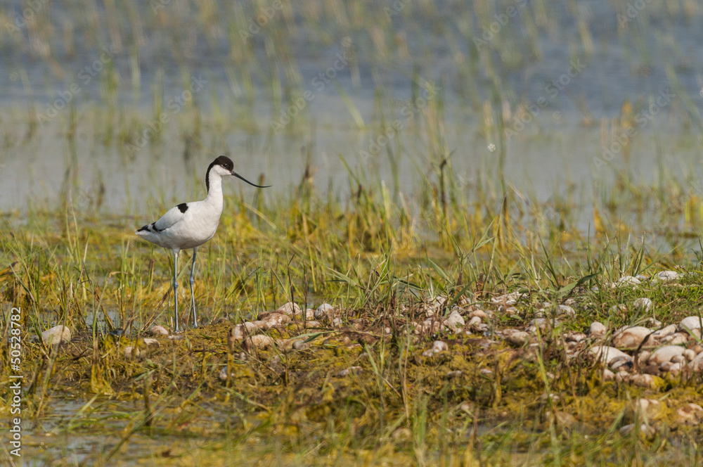 Avocette élégante (Recurvirostra avosetta - Pied Avocet) Avocette élégante (Recurvirostra avosetta - Pied Avocet)