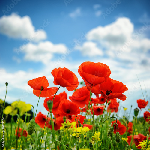 Poppies on summer field