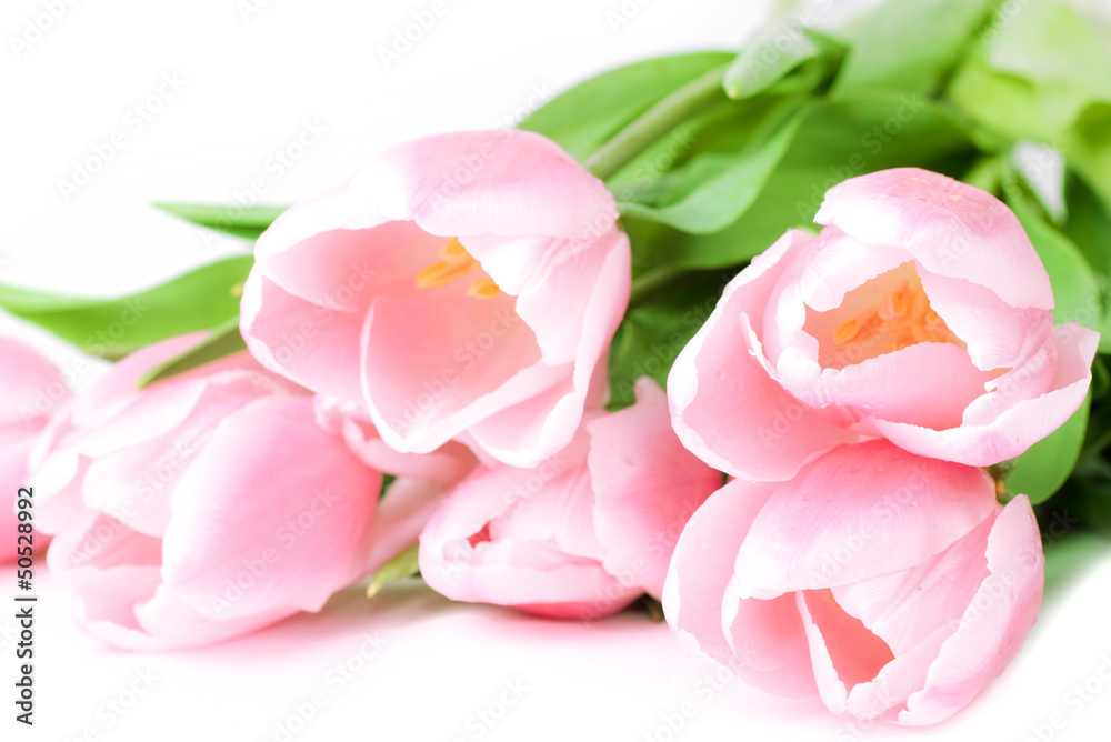 Fototapeta premium Fresh spring tulip flowers on white