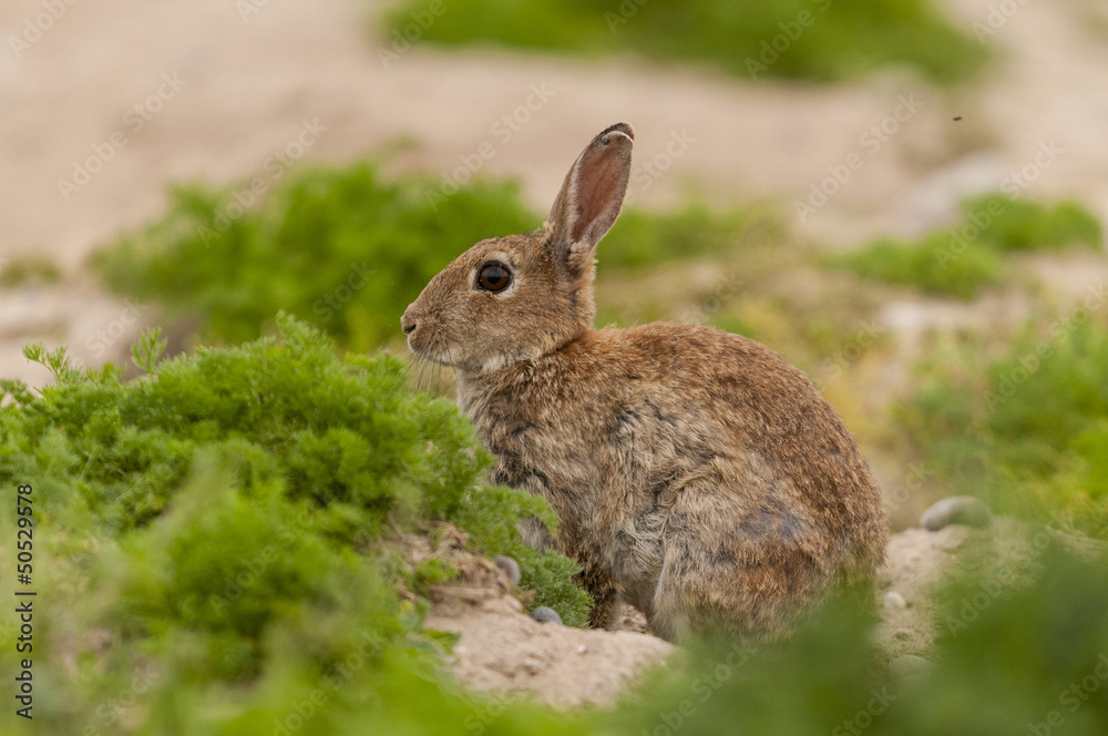 Fototapeta premium Lapin de garenne ou lapin commun (Oryctolagus cuniculus)