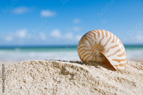 nautilus shell with ocean , beach and seascape, shallow dof