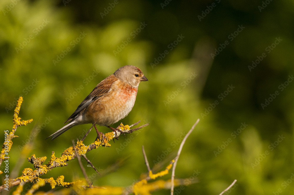 Fototapeta premium Linotte mélodieuse (Carduelis cannabina - Common Linnet) mâle