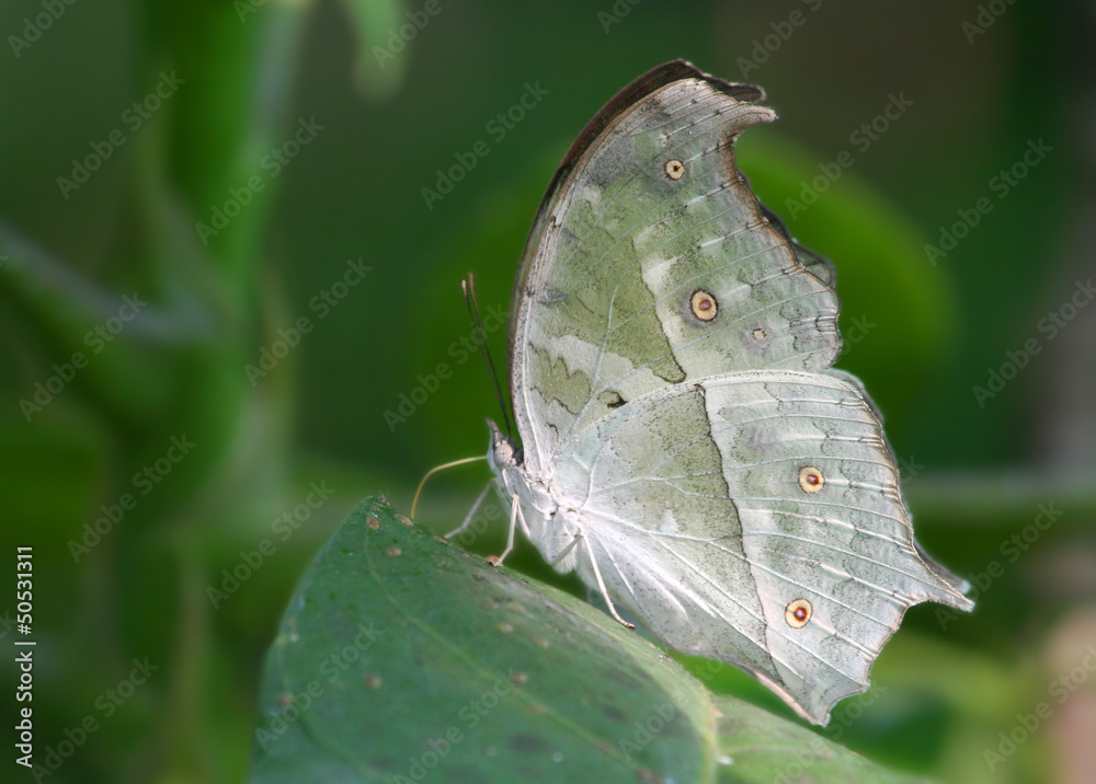 Fototapeta premium Mother of Pearl Butterfly on The Leaf