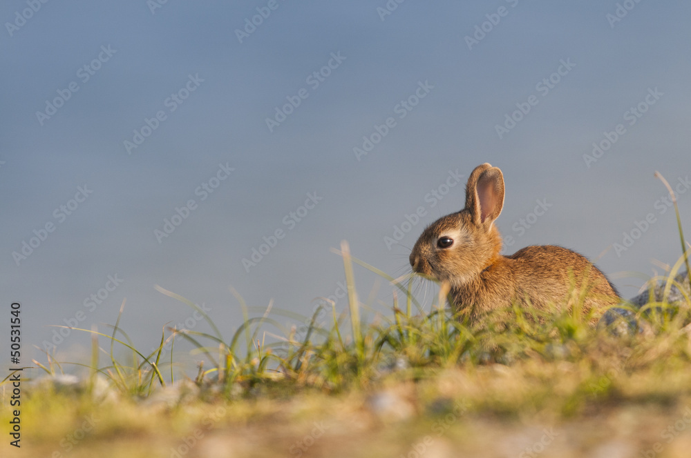 Fototapeta premium Lapin de garenne ou lapin commun (Oryctolagus cuniculus) au hâb