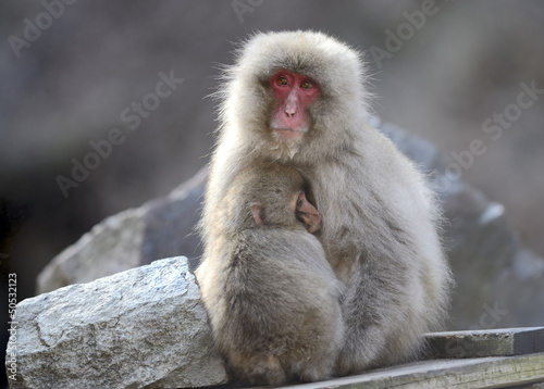 Japanese macaque © kojihirano