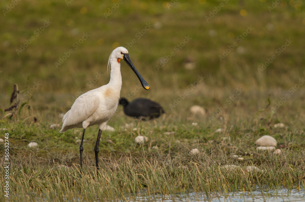 Spatule blanche (Platalea leucorodia - Eurasian Spoonbill ) Spatule blanche (Platalea leucorodia - Eurasian Spoonbill )