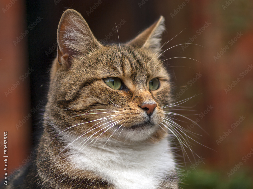 Cat Cat
