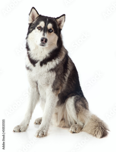 adult male husky