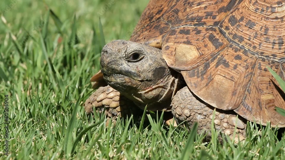 Leopard tortoise (Stigmochelys pardalis) on green grass Leopard tortoise (Stigmochelys pardalis) on green grass