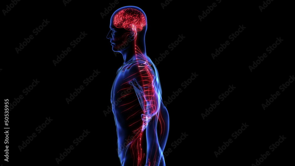 Human anatomy Human anatomy