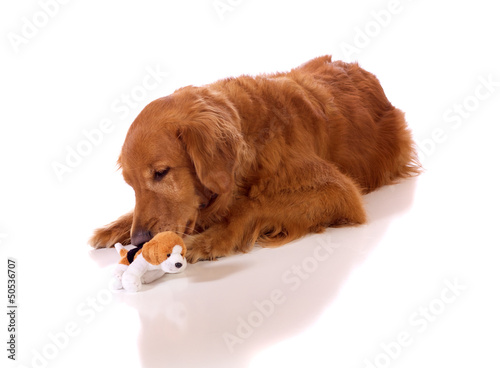 Golden retriever