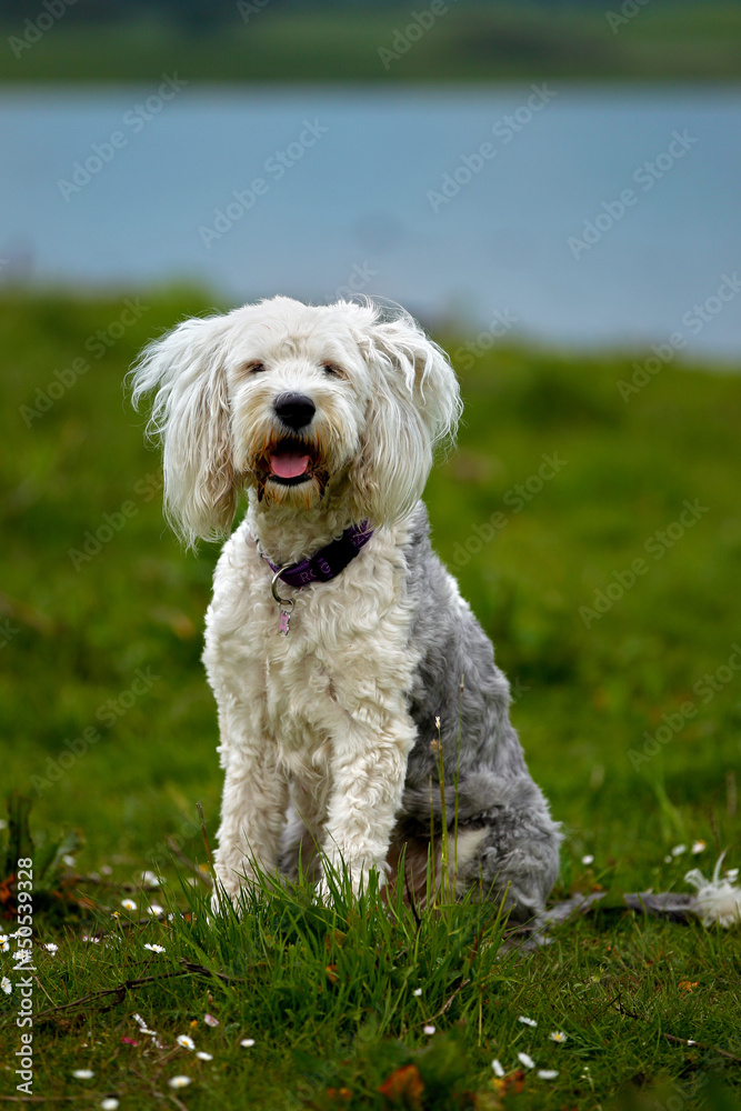 Curious white terrier dog on grass field