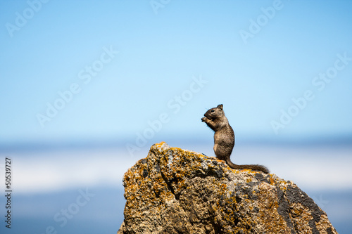 kalifornisches Erdhörnchen (Otospermophilus beecheyi) © Björn Alberts