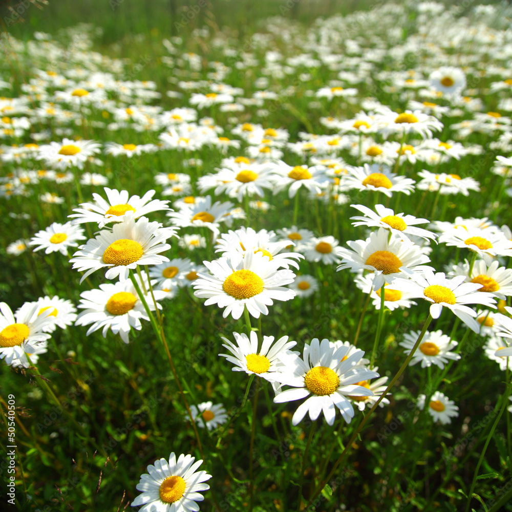 field with white daisies field with white daisies
