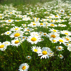Papier peint photo Marguerites Champ verdoyant aux marguerites blanches  © yellowj