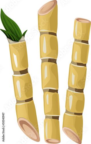 sugarcane